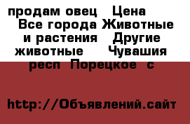  продам овец › Цена ­ 100 - Все города Животные и растения » Другие животные   . Чувашия респ.,Порецкое. с.